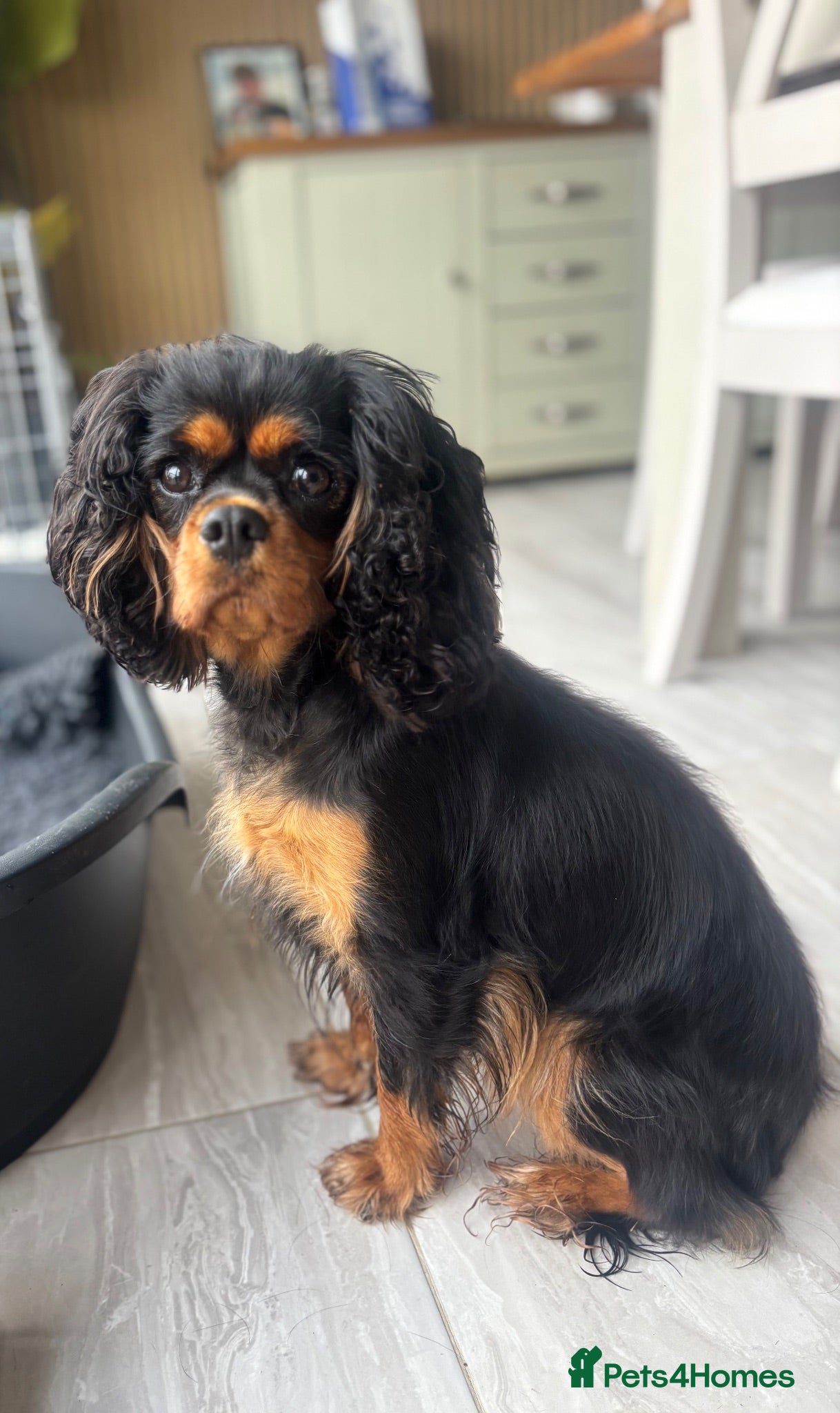 Cavalier King Charles Spaniel dogs KC registered health tested female - Advert 7