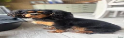 Cavalier King Charles Spaniel dogs for sale: KC registered health tested female - Advert 2