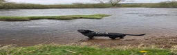 Labrador Retriever dogs for stud: STUD LABRADOR  in Motherwell - Advert 4