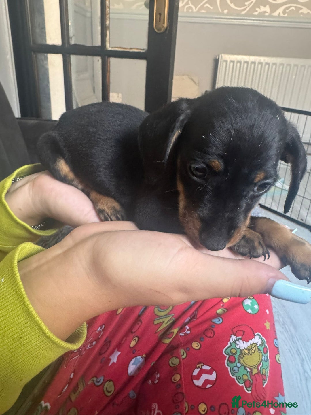 Chihuahua dogs for sale: Miniature dashshund Only 8 weeks old - Image 15