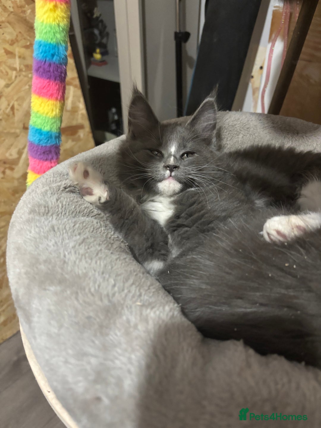 Maine Coon cats for sale: Last litter registered Maine coon kittens  - Advert 10