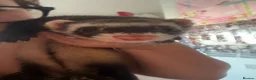 Ferret rodents for sale: 2 Beautiful Ferret Sisters in Uxbridge - Advert 2