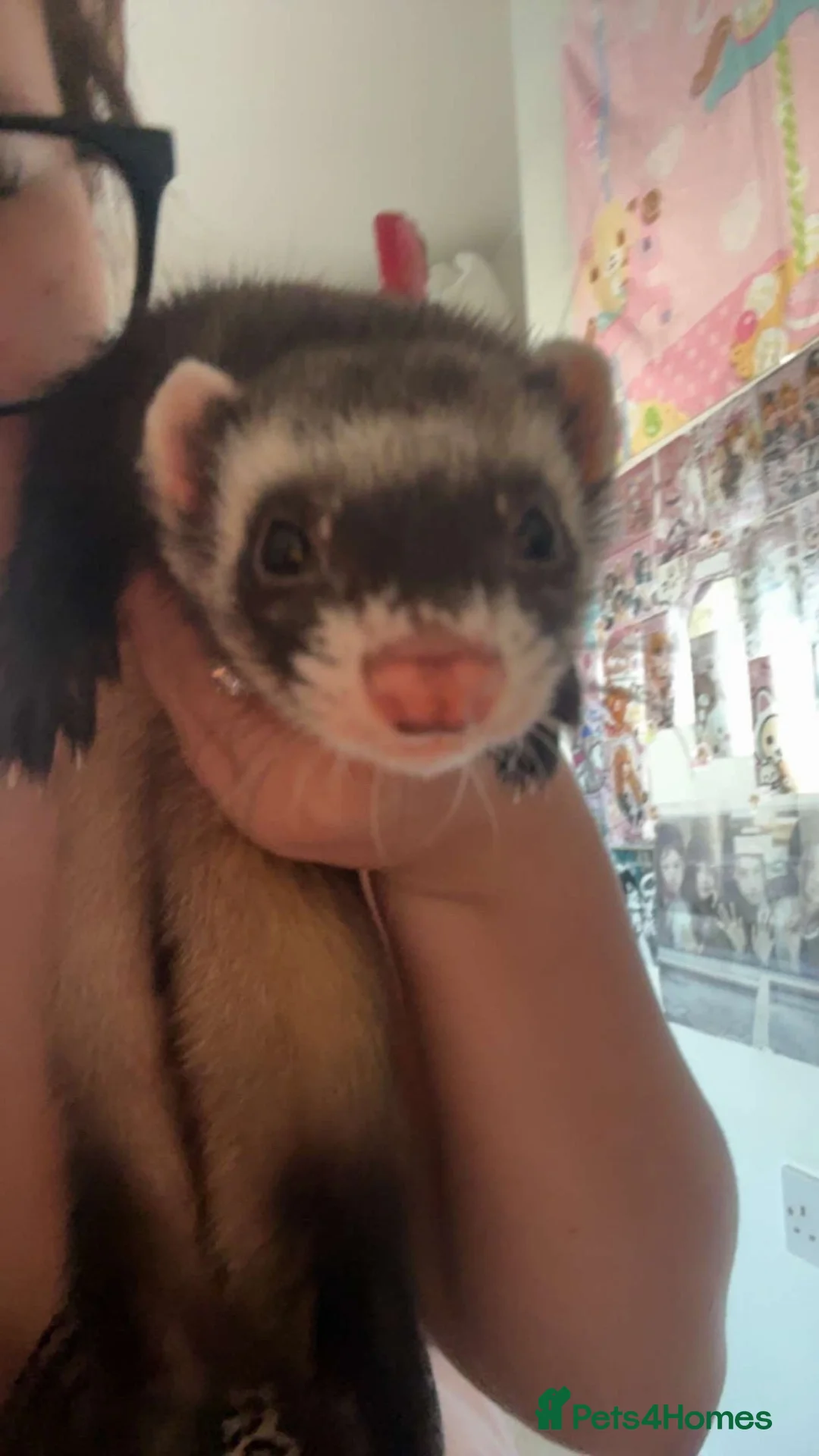 Ferret rodents for sale: 2 Beautiful Ferret Sisters in Uxbridge - Advert 2