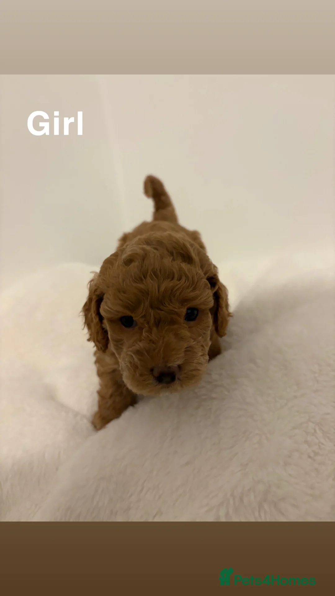 Toy Poodle dogs for sale: 5 cute curly red and apricot toy poodle puppies  - Advert 10