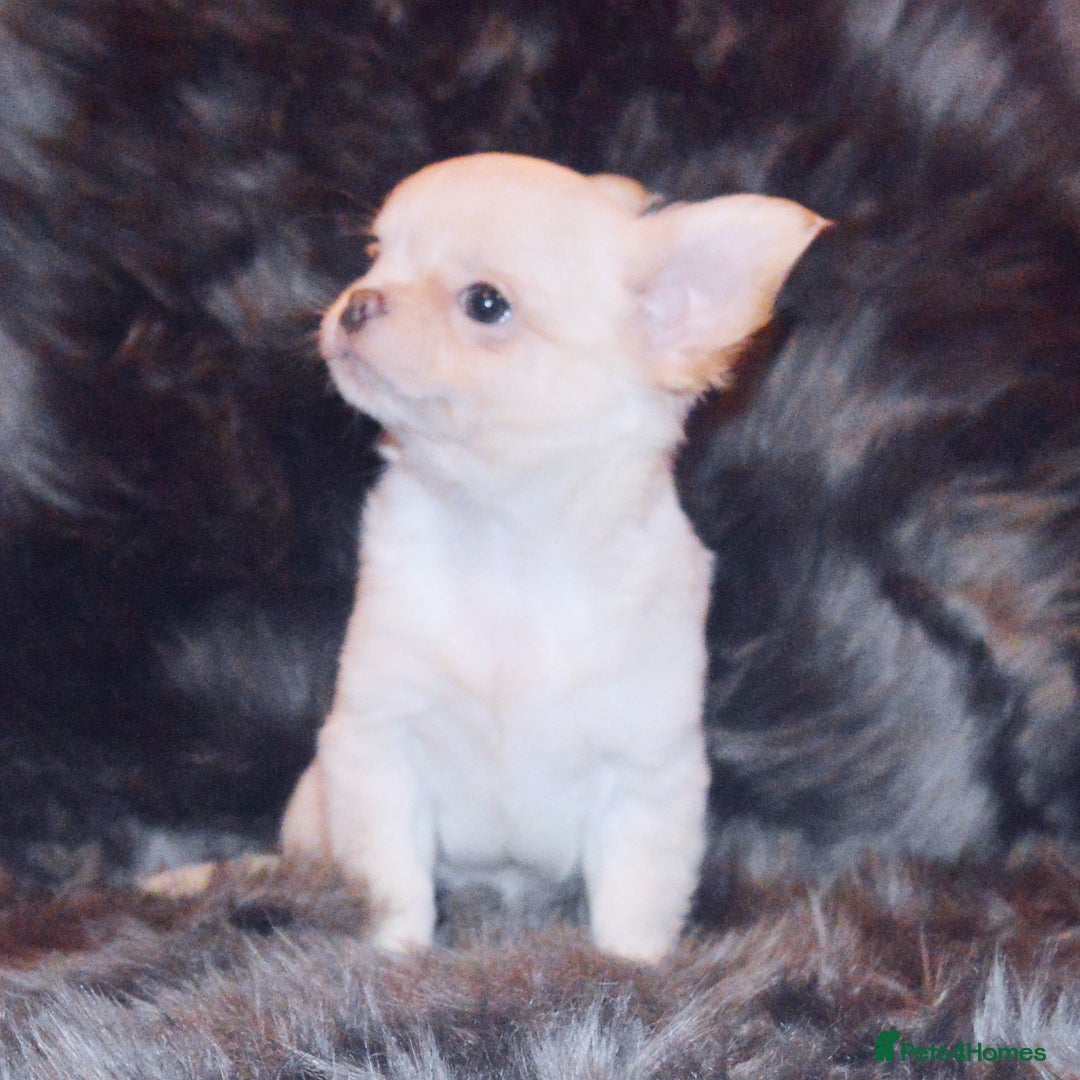 Chihuahua dogs for sale: KC REG HEALTH TESTED CHIHUAHUA BABIES - Advert 3