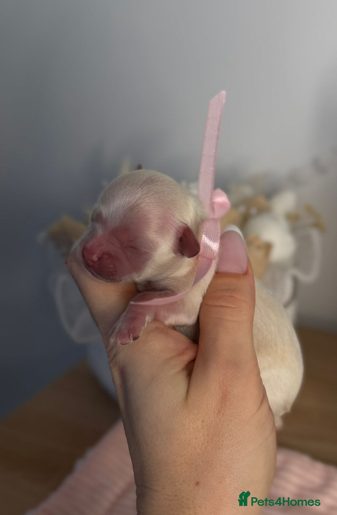 Maltipoo dogs for sale: True Mini Maltipoo F1 Puppies – Babyface Girls - Advert 8