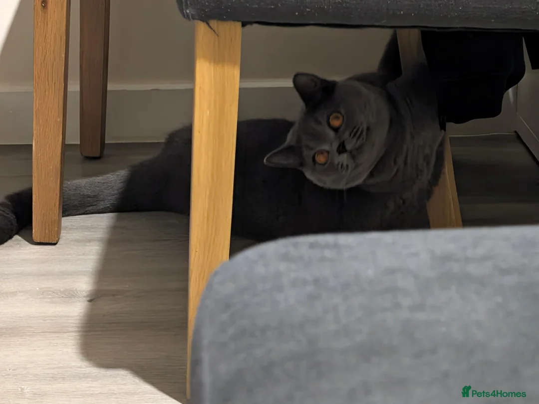 British Shorthair cats for sale: British shorthair cat - Advert 2