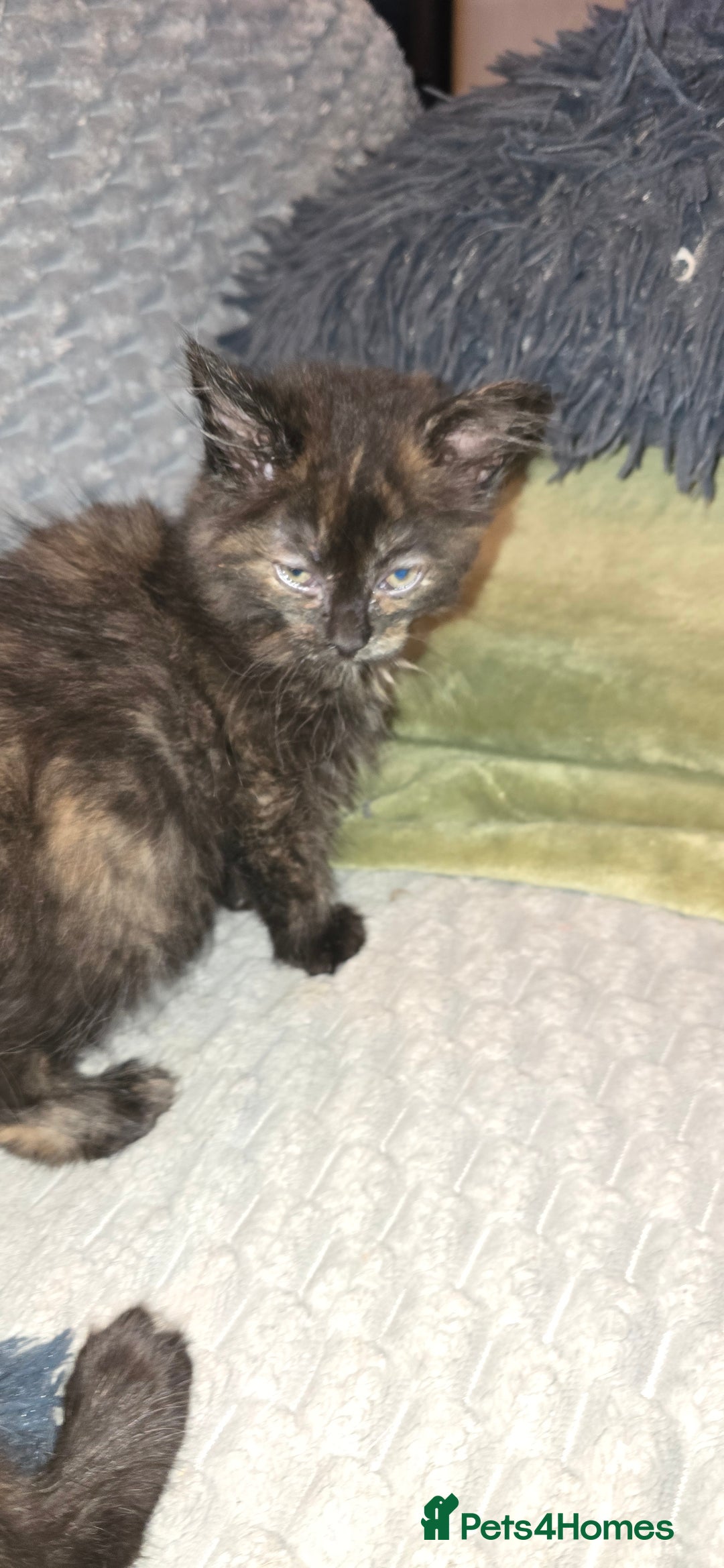 Scottish Fold cats for sale: Scottish fold kittens with straight ears - Advert 7