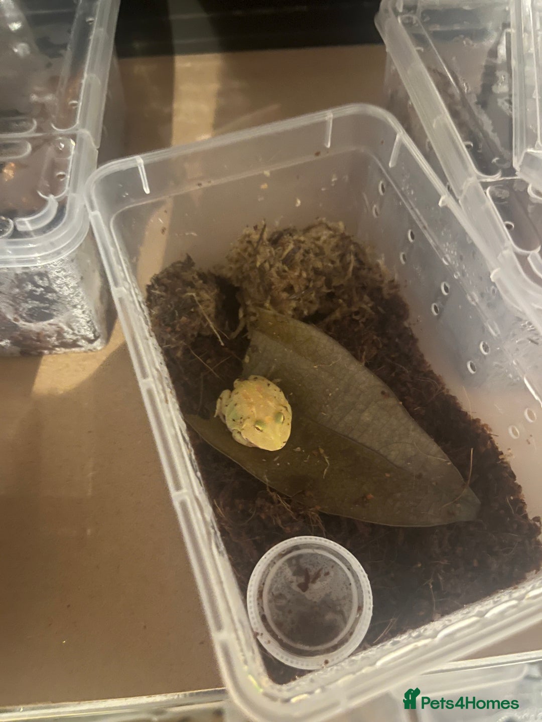 Frog reptiles for sale: Baby PAC Man frogs - Advert 1