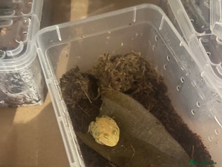 Frog reptiles Baby PAC Man frogs - Advert 1