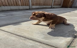 American Bully dogs for sale: American Pocket Bully’s Puppies.  - Image 4