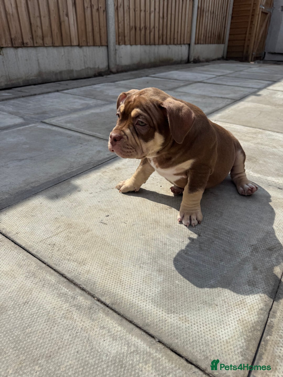 American Bully dogs for sale: American Pocket Bully’s Puppies.  - Image 4