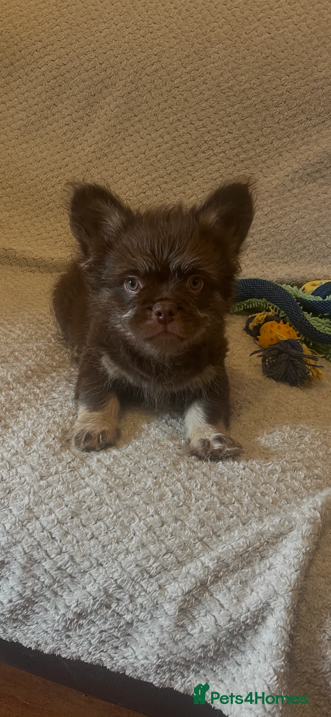 French Bulldog dogs for sale: Teddy bear floodle pink in Manchester - Advert 3