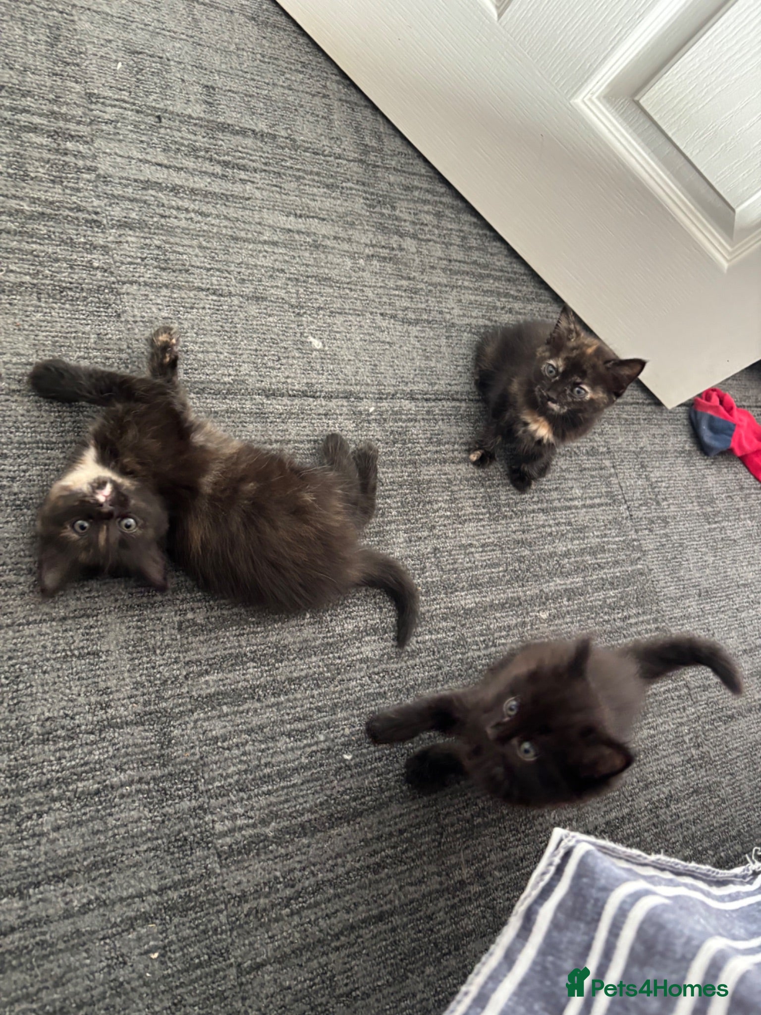 Mixed Breed cats 4 Kittens 3 girls left (ginger boy reserved) - Advert 1