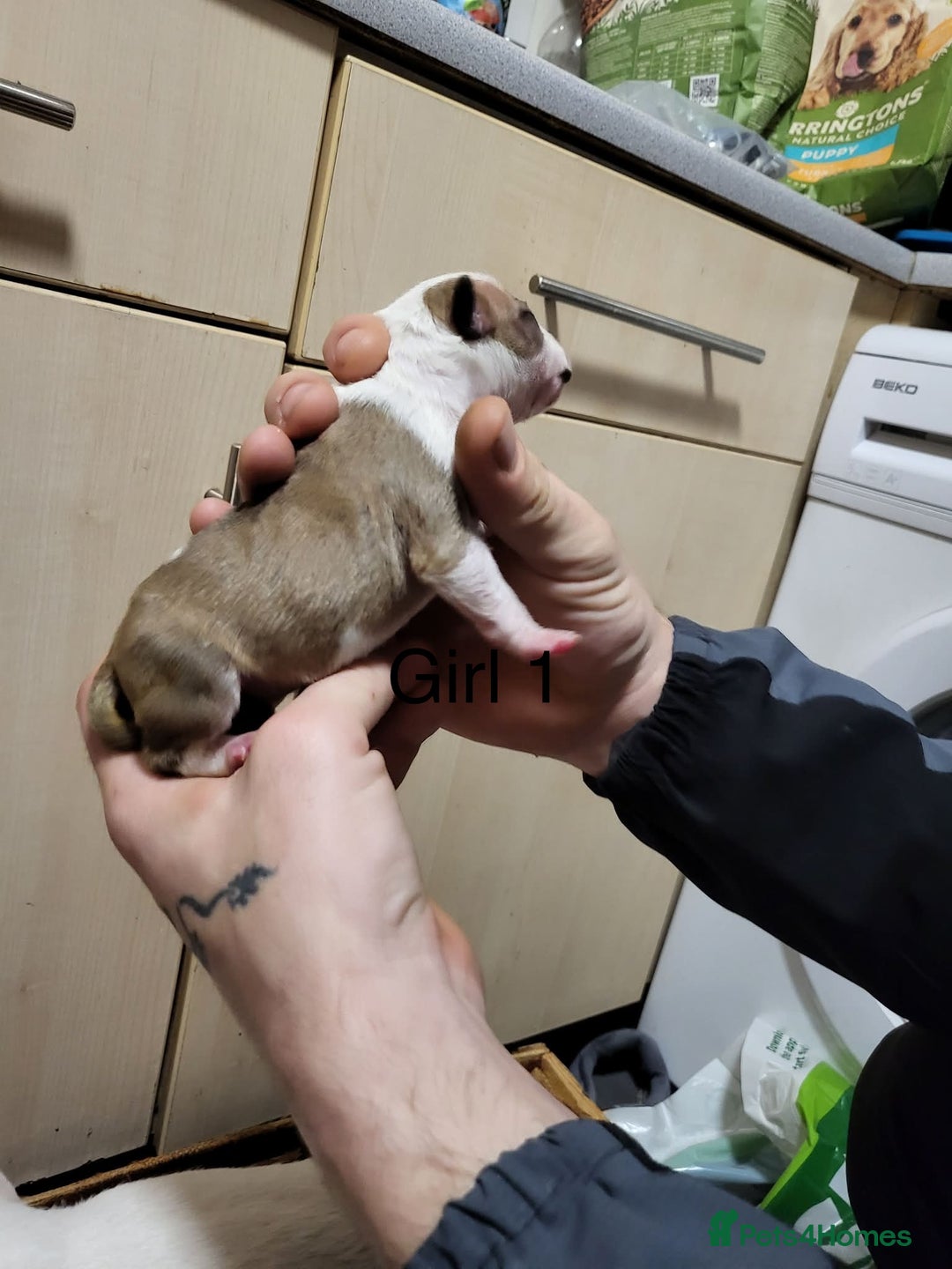 English Bull Terrier dogs for sale: English bull terrier puppies  - Advert 13