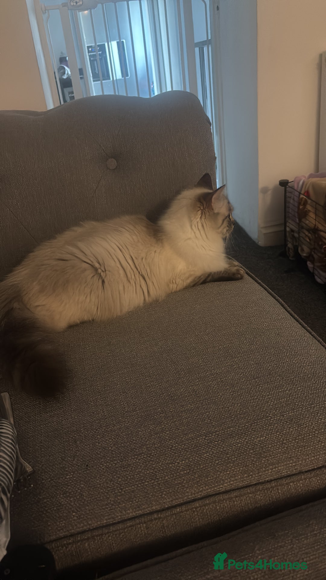 Ragdoll cats for sale: Gorgeous Ragdoll kittens  - Image 5