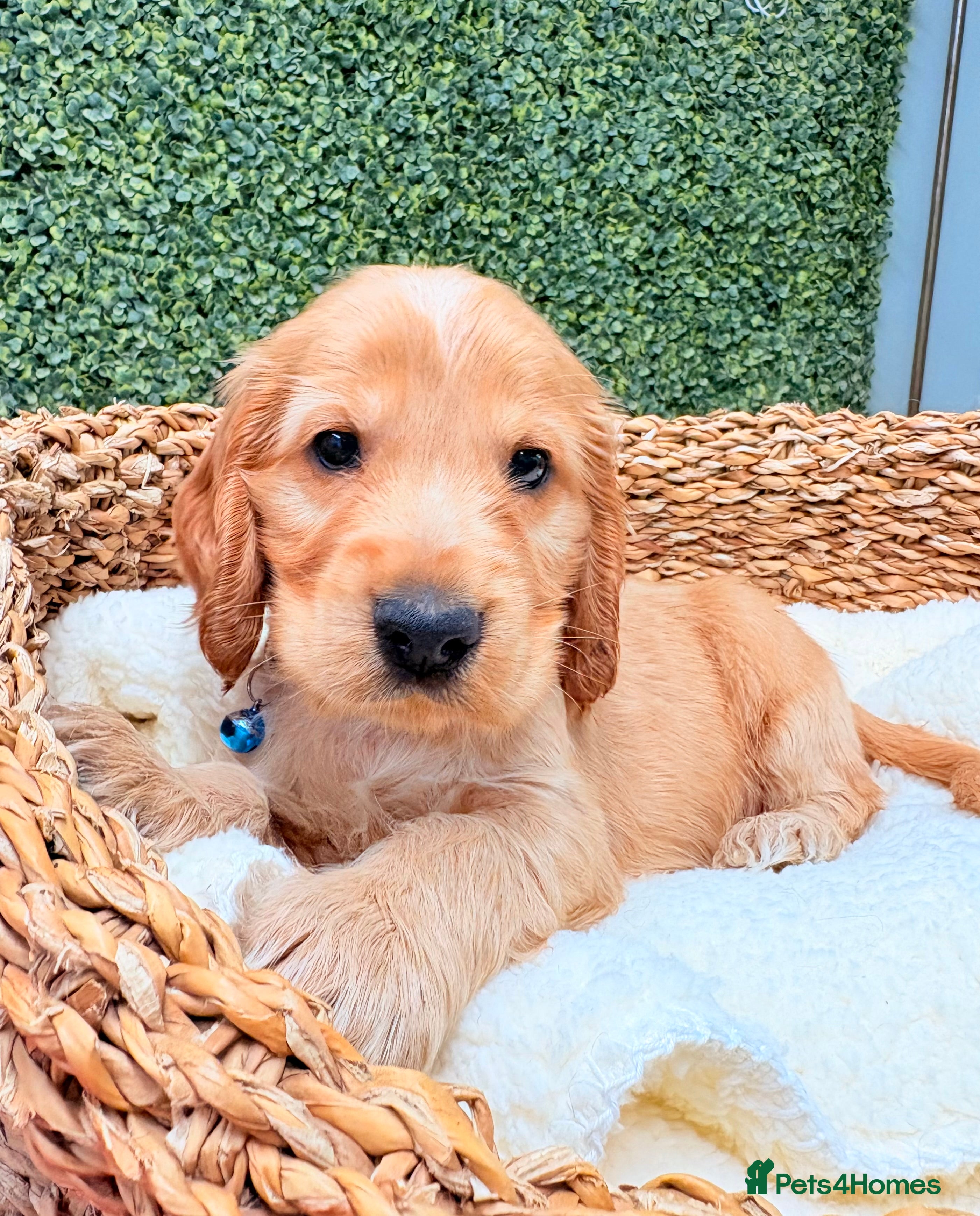 Cocker Spaniel dogs 🧡🤎 KC REG Show Cocker Spaniel Puppies For Sale - Advert 4