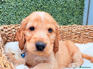 Cocker Spaniel dogs 🧡🤎 KC REG Show Cocker Spaniel Puppies For Sale - Advert 11