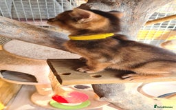 Abyssinian cats for sale: 5 abysinnian pedigree tica registered  - Image 13
