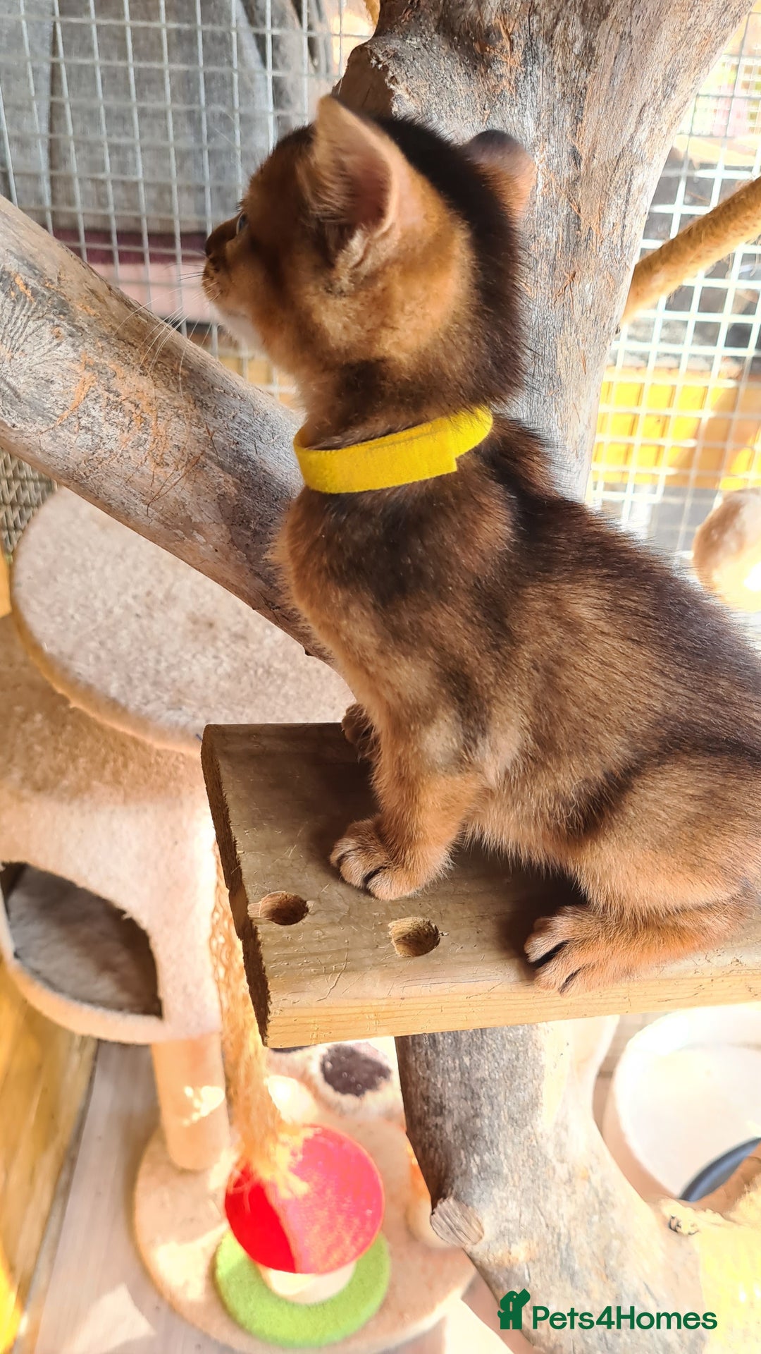 Abyssinian cats for sale: 5 abysinnian pedigree tica registered  - Image 13