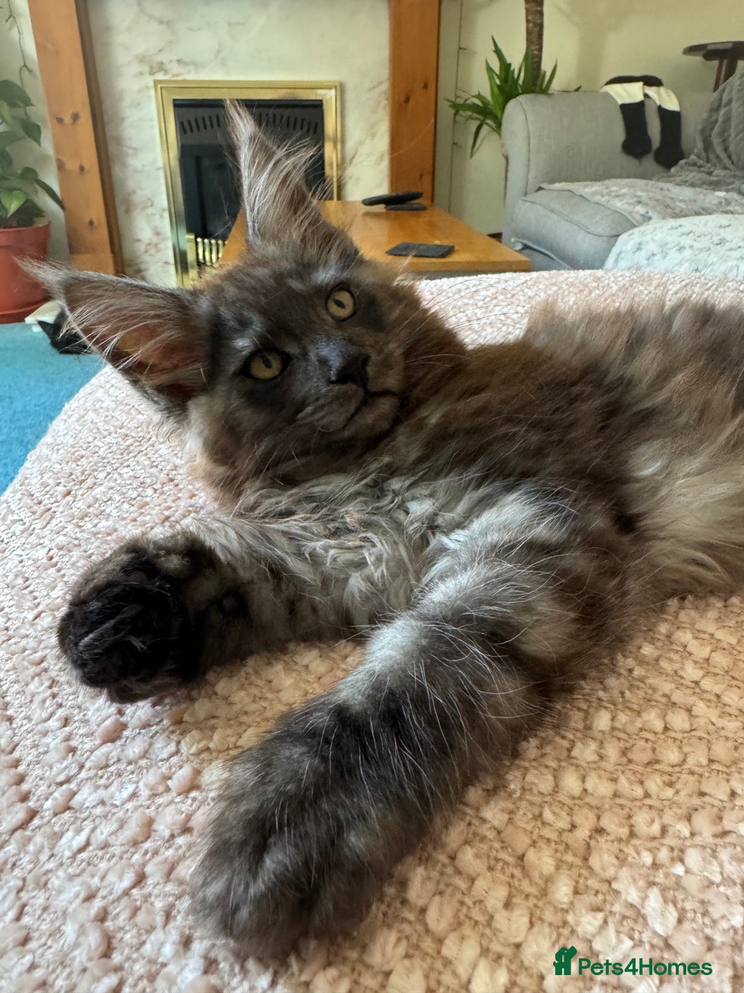 Maine Coon cats for sale: Stunning Black Smoke TiCA kittens  - Image 39