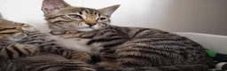 Bengal cats for sale: Bengal Kittens: Princess, Hunter & Friend - Advert 20
