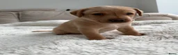 Labrador Retriever dogs for sale: Beautiful KC Registered Labrador Puppies - Advert 5
