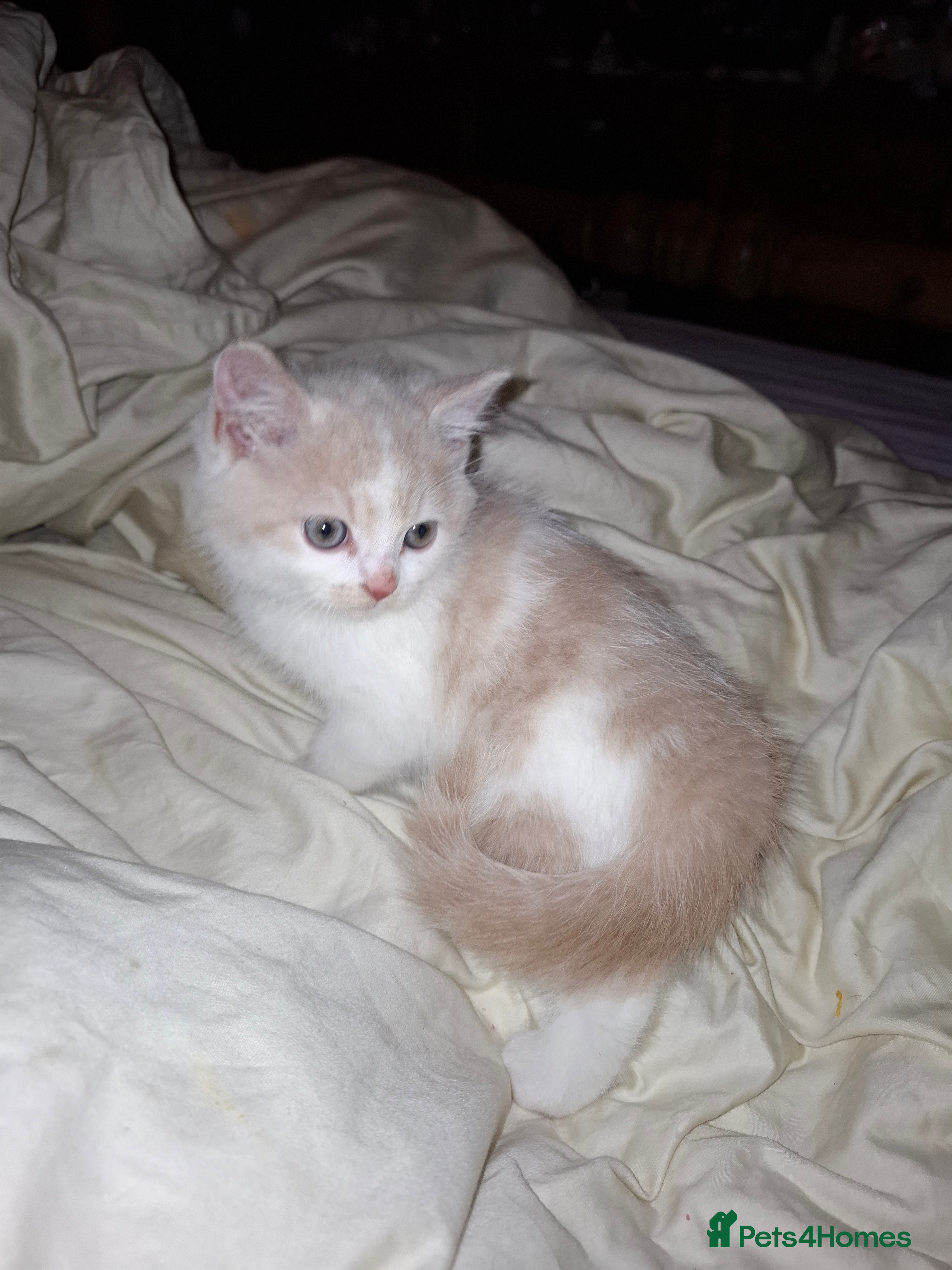 British Shorthair cats Last Purebred British Shorthair Cream boy. - Advert 4