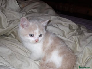 British Shorthair cats Last Purebred British Shorthair Cream boy. - Advert 12