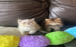 Exotic cats for sale: GCCF REG PKD FREE PEDIGREE EXOTICS - Image 4