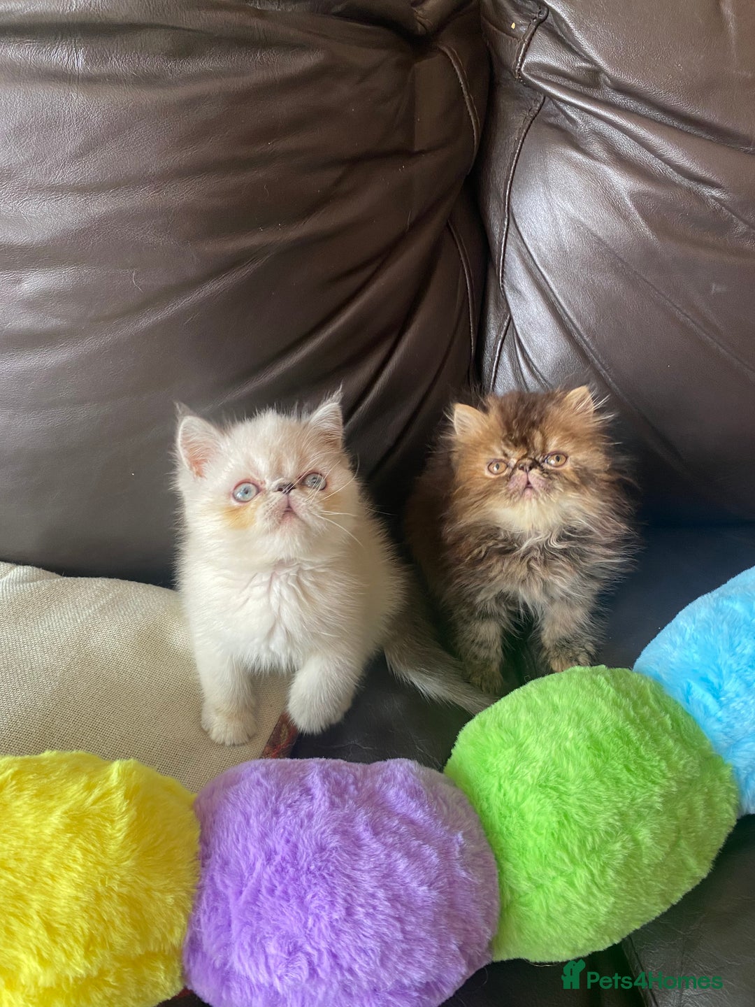 Exotic cats for sale: GCCF REG PKD FREE PEDIGREE EXOTICS - Image 4