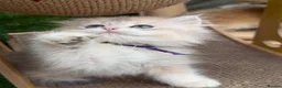 British Shorthair cats for sale: British Sh/Longhair golden kittens GCCF  - Advert 2