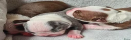 Boston Terrier dogs for sale: Beautiful Boston terrier pups  - Advert 7