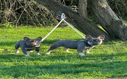 French Bulldog dogs for sale: French bulldog - Image 3