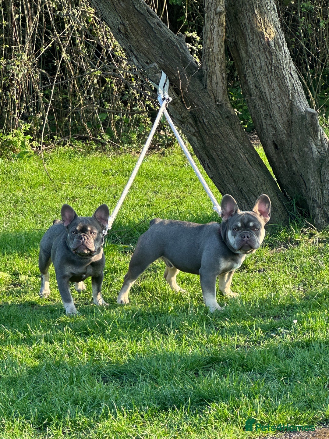 French Bulldog dogs for sale: French bulldog - Image 3