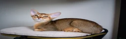 Abyssinian cats for sale: Stunning Wild Ruddy Abyssinian|TICA|Super friendly - Advert 13