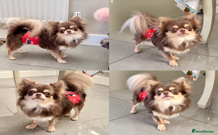 Chihuahua dogs - Advert 5