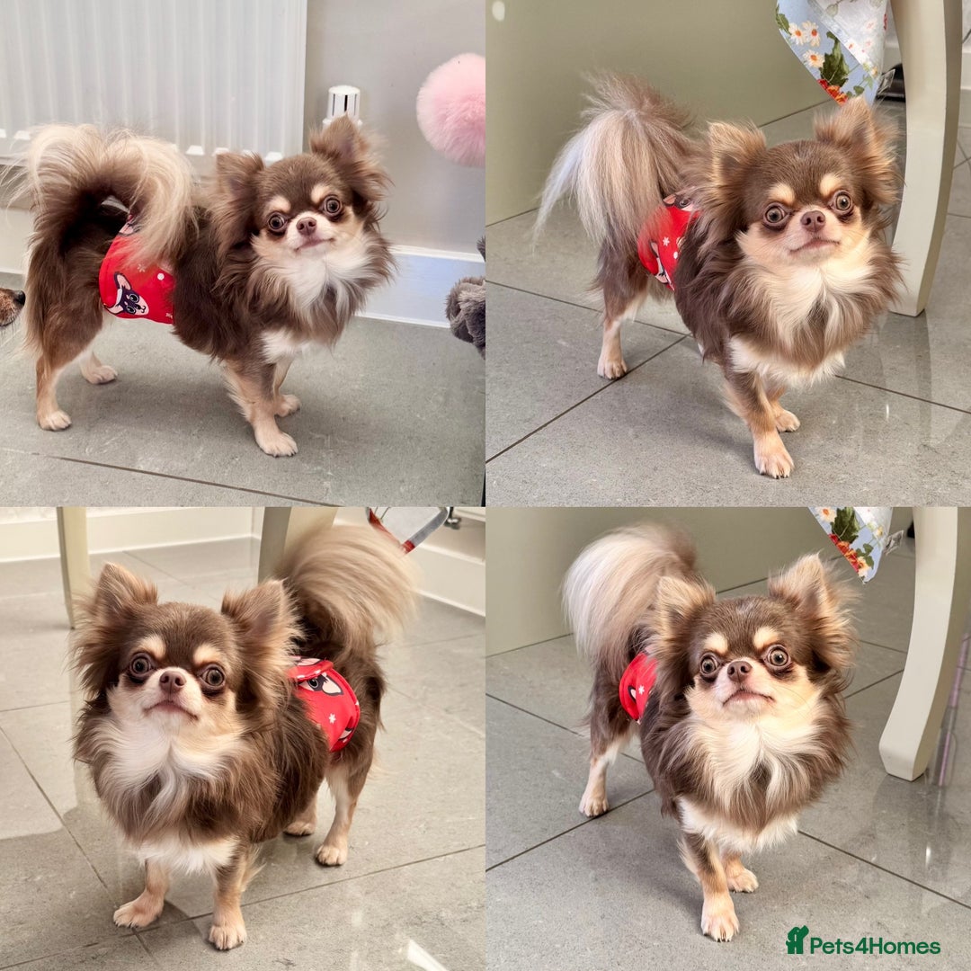 Chihuahua dogs for sale: 💜 Stunning KC lilac and tan male Chihuahua 💜  - Image 1