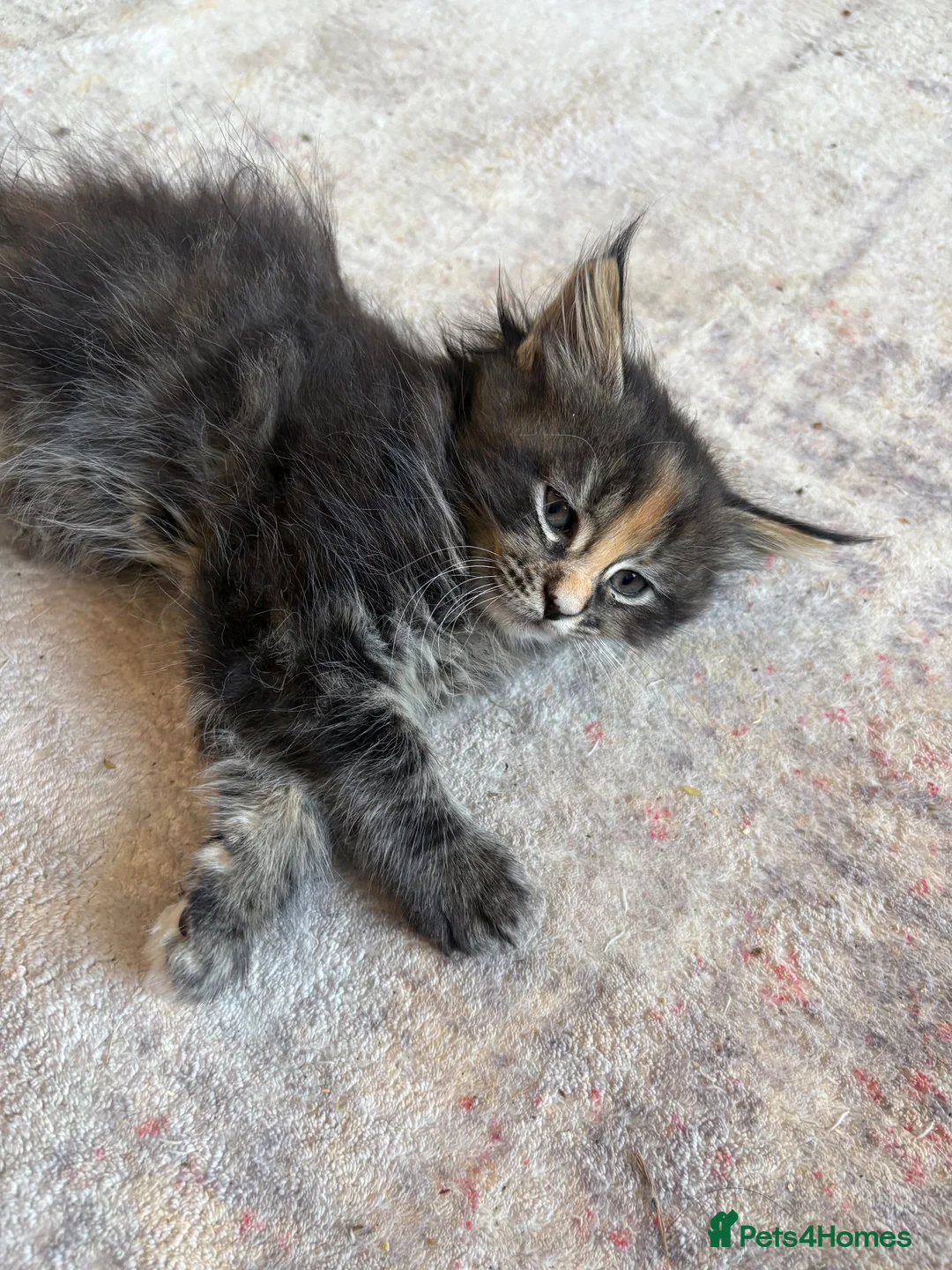 Maine Coon cats for sale: Pure maine coon girl  - Advert 8