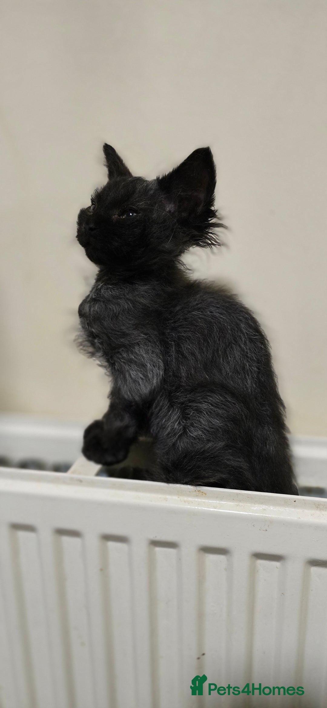 LaPerm cats for sale: 2 male Laperm mix kittens, curly haired - Advert 6