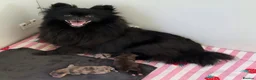 Pomeranian dogs for sale: CHAMPION LINES KC POMERANIAN PUPPIES  - Advert 14