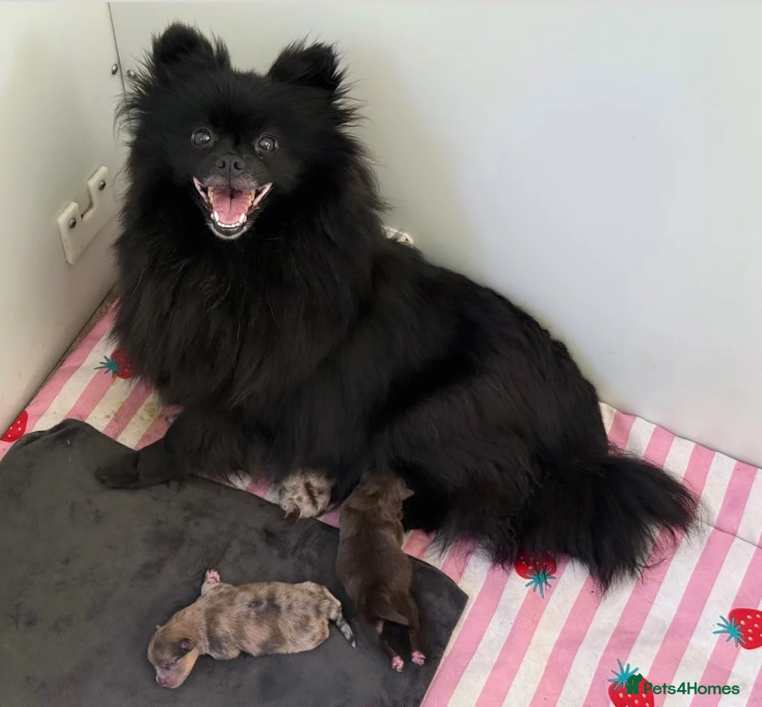 Pomeranian dogs for sale: CHAMPION LINES KC POMERANIAN PUPPIES  - Advert 14