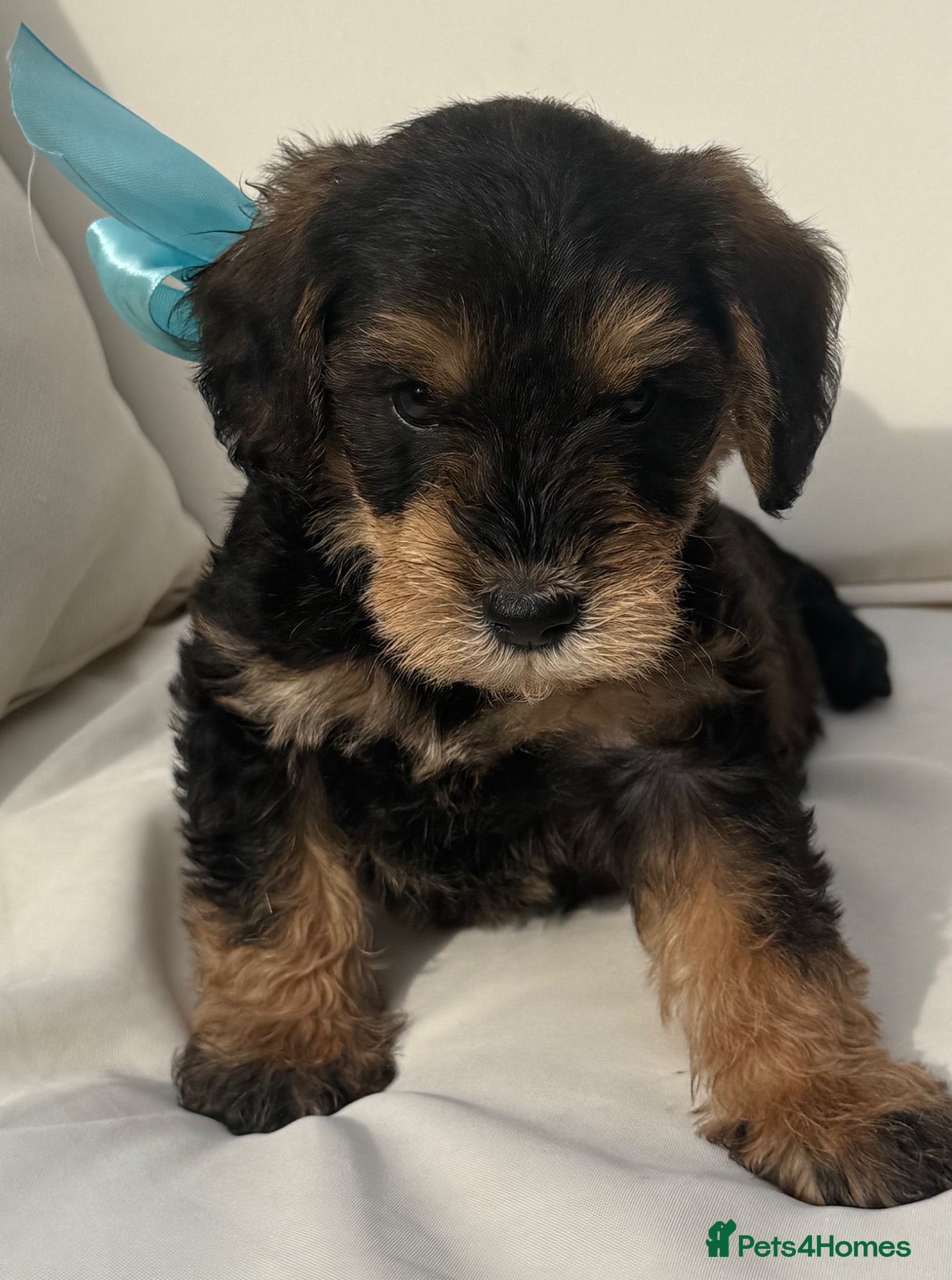Schnoodle dogs Stunning boys 🐶🥰😍❤️ - Advert 4
