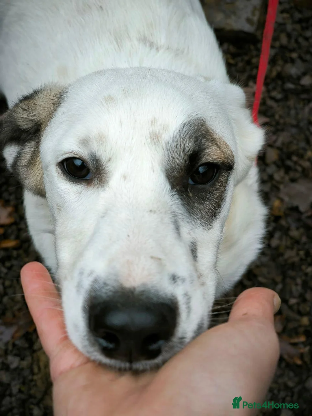 Mixed Breed dogs for adoption: ❤️PLIAMKA❤️8.5-month-old loving and playful girl in Oxford - Advert 1