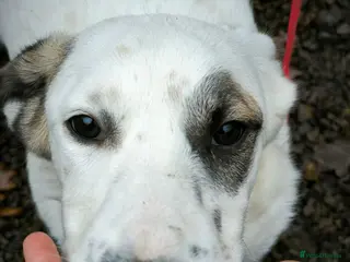 Mixed Breed dogs ❤️PLIAMKA❤️8.5-month-old loving and playful girl in Oxford - Advert 2