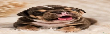 English Bulldog 4