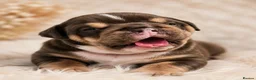English Bulldog dogs for sale: Excellent healthy Puppies please read advert - Advert 10