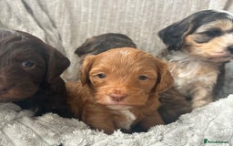Cockapoo dogs for sale: Cockapoo Puppies - Image 7