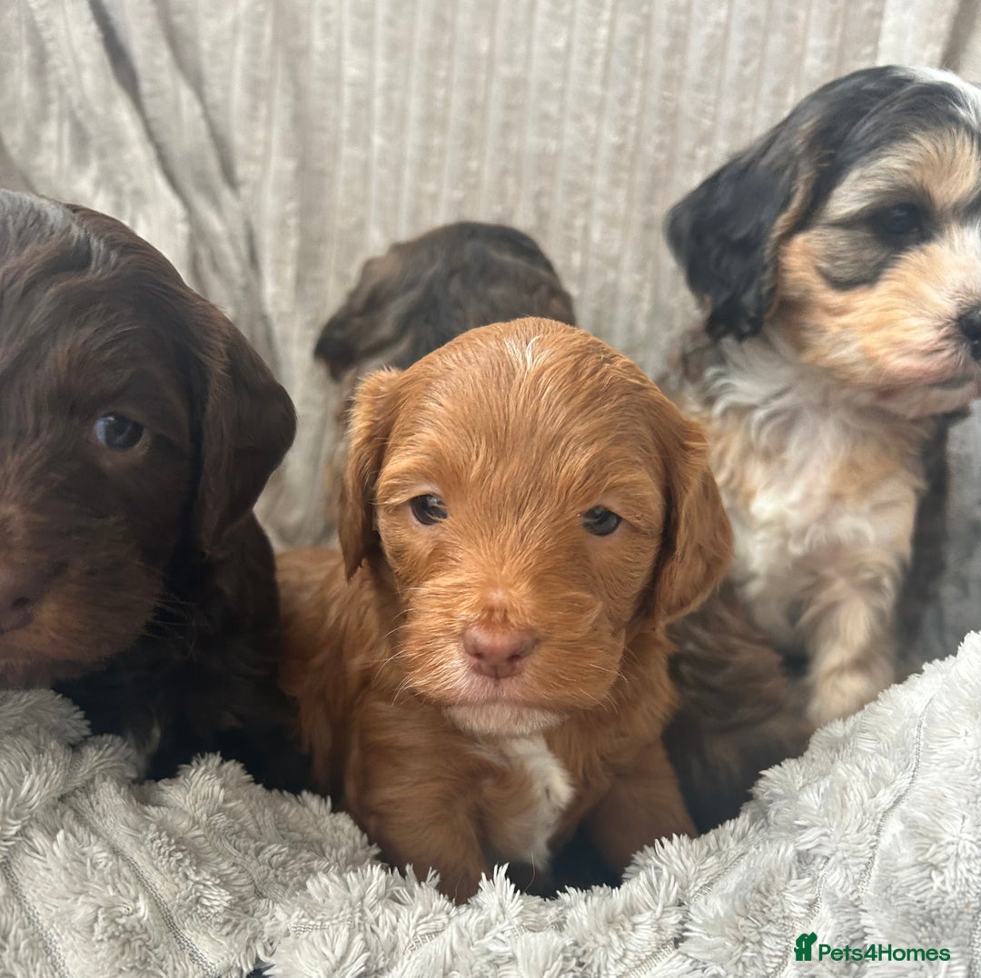 Cockapoo dogs for sale: Cockapoo Puppies - Image 7