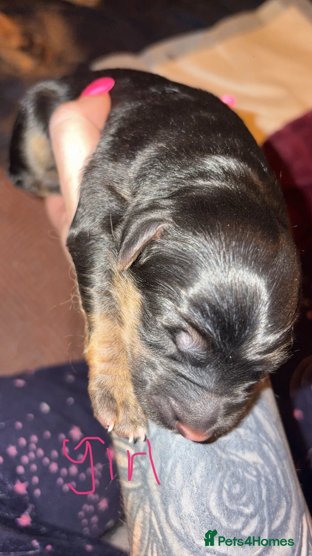 Golden Shepherd dogs for sale: 6 Beautiful Golden Shepherd Girls Available!  - Advert 5